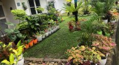 Mendekorasi Taman Rumah